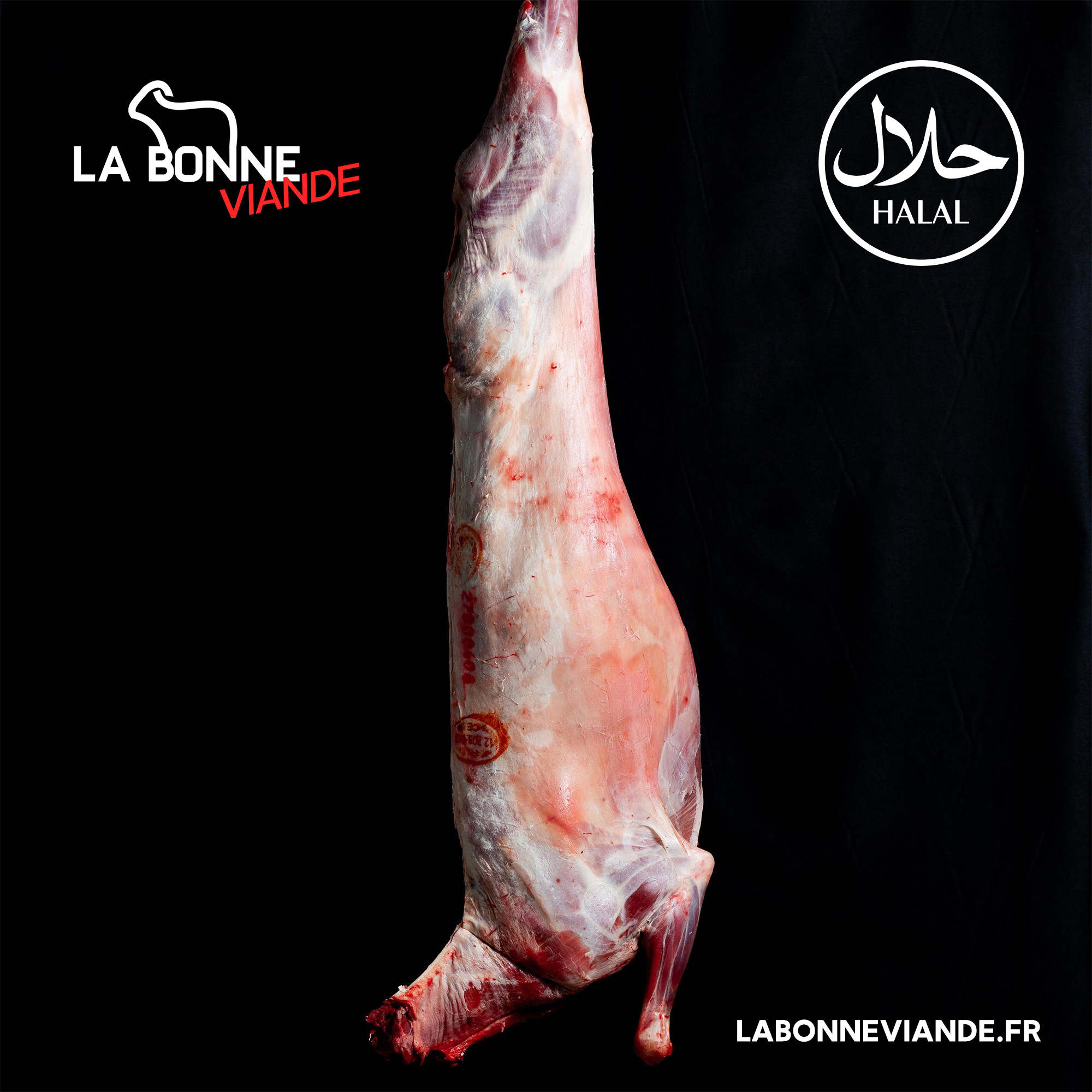 mouton-entier-3